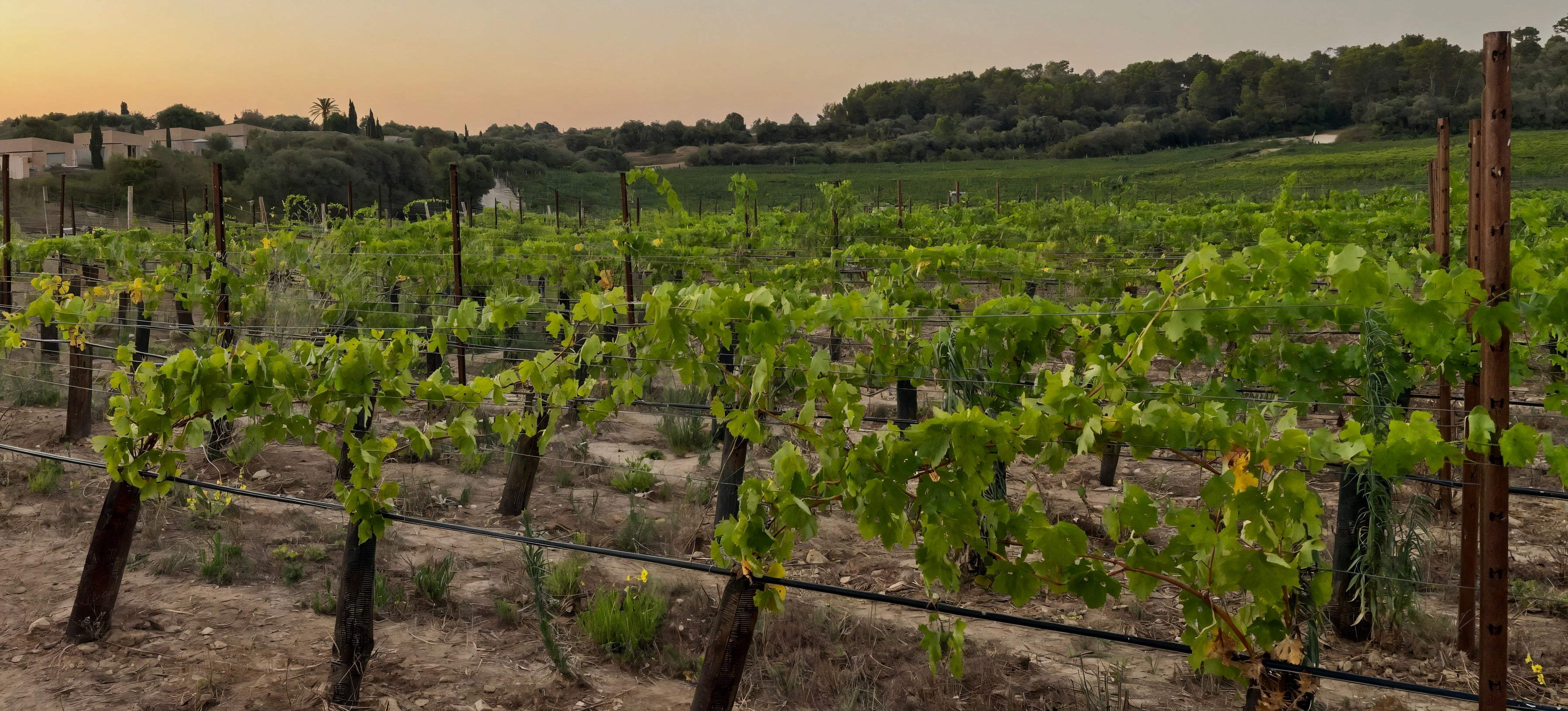 Höchste Qualität aus Mallorca